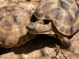 Obraz premium Two earth turtles lie in the sand, in a zoo aviary, on a sunny summer day. Close-up