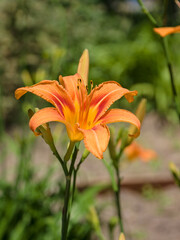 Obraz premium Garden lily flowers, on a sunny summer day. Close-up