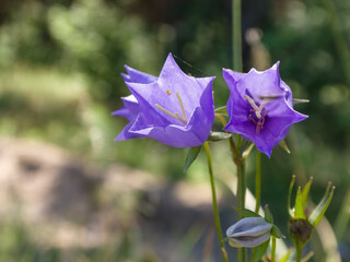 Bluebell flowers, braided with cobwebs and a spider, in the forest, on a sunny summer day. Close-up