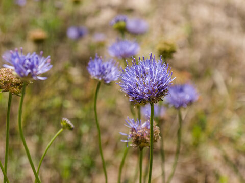 Sheep's-bit flowers, on a sunny summer day. Close-up