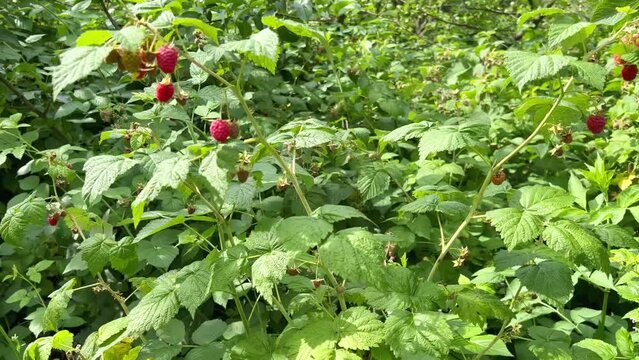 Wild raspberry in the forest. Ripe red raspberry berries are ready to be picked. Growing raspberries in the garden. Organic vitamin berries. View of raspberry bushes on a summer sunny day