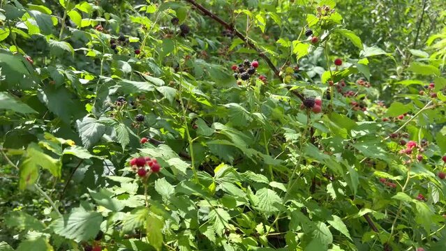 Wild raspberry in the forest. Black and red raspberries grow in the garden. Black and red organic raspberry berries are grown in a private garden. Vitamin complex from berries. Raspberry harvest