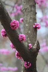 pink flowers on  tree