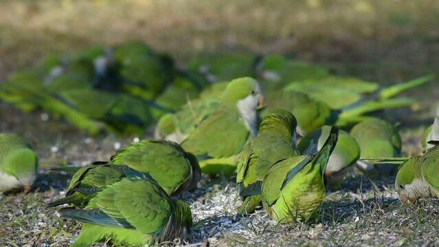 large group of monk parakeet (Myiopsitta monachus), or quaker parrot, feeding on the ground in Buenos Aires
