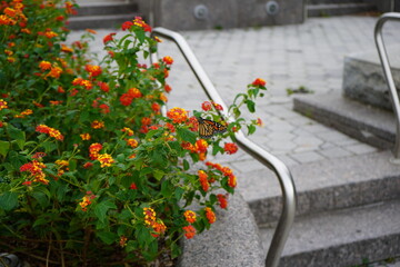 Fototapeta na wymiar Butterfly and flowers on the street