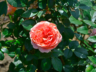 różowa róża na tle zielonych liści, krzew różany - obrazy, fototapety, plakaty