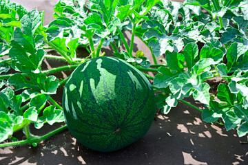 zielony , okrągły owoc arbuza, Citrullus lanatus, green, round watermelon fruit