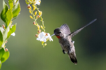 Anna's hummingbird © John Yunker