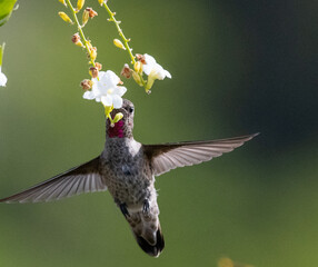 Anna's hummingbird