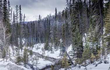 Streams along the roadside. Yoho National Park, British Columbia, Canada