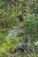 Yoho Valley Road Yoho National Park British Columbia Canada