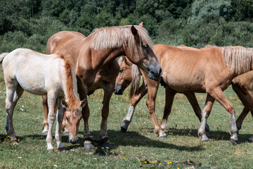 Naklejka na ściany i meble A herd of beautiful horses grazes on a green meadow. Horse breeding.