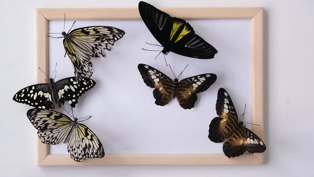A woman's hand puts a butterfly on a photo frame. Space for text. Symbolism