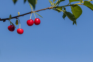 Ripped cherries on a branch with a blue sky in the background