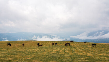 Steppe landscape with a grazing horse, hills in the background and a cloudy sky
