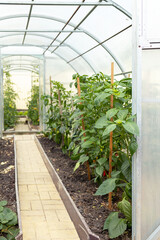 vegetable plants grow inside the home greenhouse. 