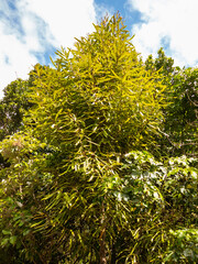 Rewarewa Honeysuckle in New Zealand