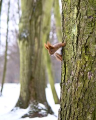 cute squirrel is staring from the tree. winter season