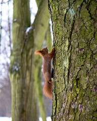 squirrel is climbing a tree, winter season, forest