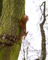 cute squirrel is climbing a tree, winter time forest