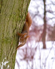 little cute squirrel is looking from the tree, winter time
