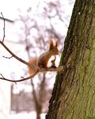 cute squirrel is scratching her belly, sitting on a branch, winter season, forest