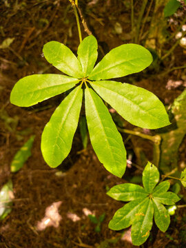 Seven Fingered Plant in New Zealand