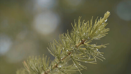 Close-up view of the green fresh needles of larch covered with drops of dew. Stock footage. Beautiful macro of the larch tree