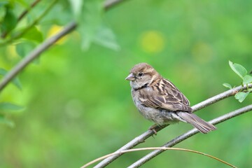 Nahaufnahme Sperling