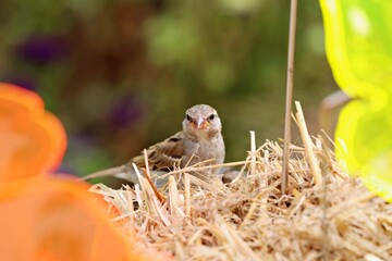 Nahaufnahme Sperling