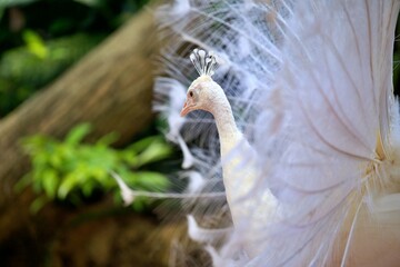 Weisser Pfau