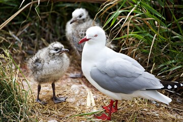 Möwenküken im Gras