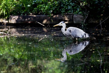 Graureiher auf der Jagd in See