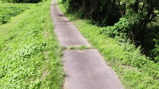 里山の畦道　あぜ道　農村