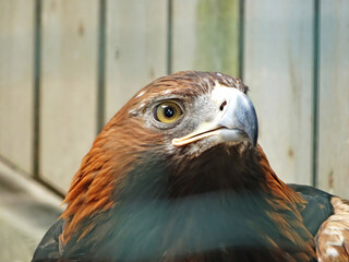The golden eagle Aquila chrysaetos is the most widely distributed species of eagle. it belongs to the family Accipitridae. A majestic golden eagle looking around. Portrait, detail picture.