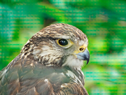Portrait of Hawk Bird family Accipitridae. Hawks are widely distributed and vary greatly in size. The subfamily Accipitrinae includes gosh