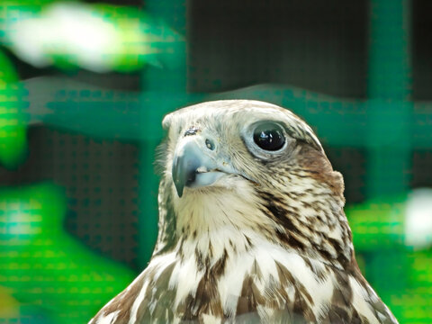 Portrait of Hawk Bird family Accipitridae. Hawks are widely distributed and vary greatly in size. The subfamily Accipitrinae includes gosh