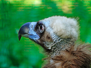 The Eurasian Griffon Vulture, Gyps fulvus, sits on a tall branch. Close up portret