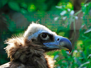 The Eurasian Griffon Vulture, Gyps fulvus, sits on a tall branch. Close up portret