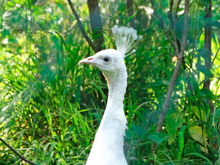 Closeup head shot, white Peacock, Peafowl or Pavo cristatus, live in a forest natural park gesture elegance.