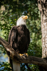 Naklejka premium Bald Eagle resting perched on a tree limb