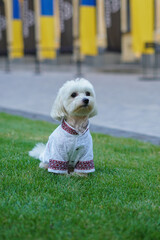 white dog in clothes on the grass. vyshyvanka clothes