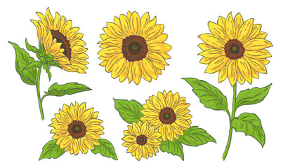向日葵のイラスト素材セット, 線画と塗り, 黄色の花, 花の挿絵要素, ベクターデータ.