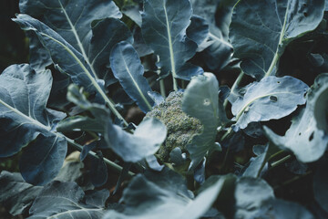 vegetables in the garden grow co2 neutral and ecological