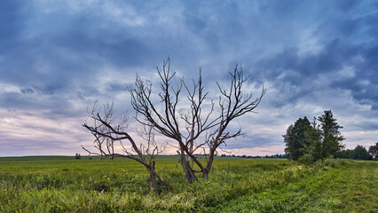 Lone dry dead tree. Storm Rainy weather. Summer overcast sky. Green agriculture field and meadow.