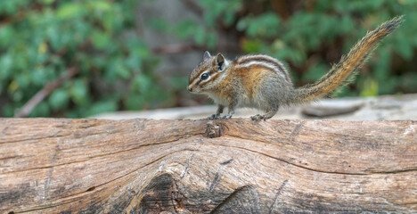 Fototapeta premium Close-up of a Chipmunk on a log 