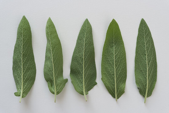 Sage Leaves Isolated On White