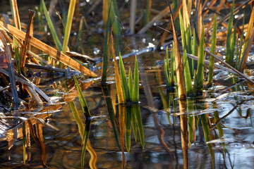 Abstract Grass Reflections