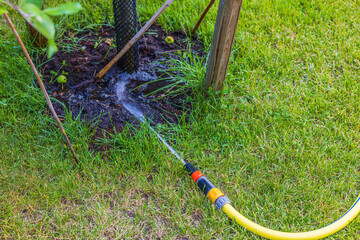 Close up view of irrigation hose on green grass lawn watering tree in garden.