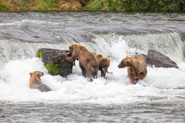 Four bears fishing at Brooks Falls in Alaska